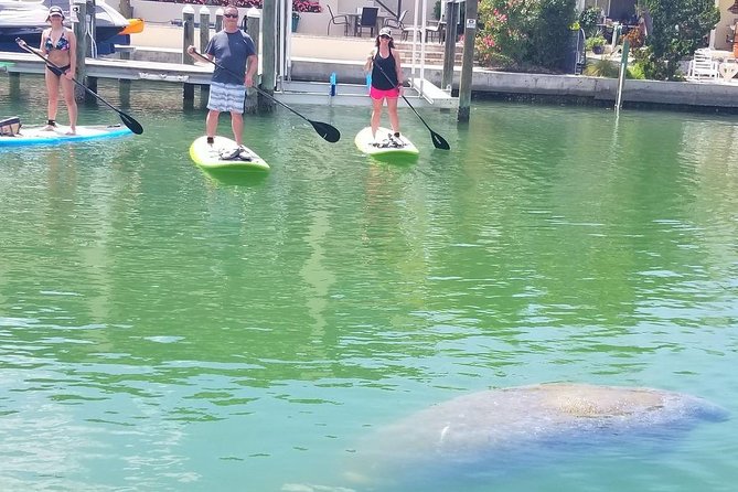 Paddleboard Tour Through Lido Mangrove Tunnels - Common Questions