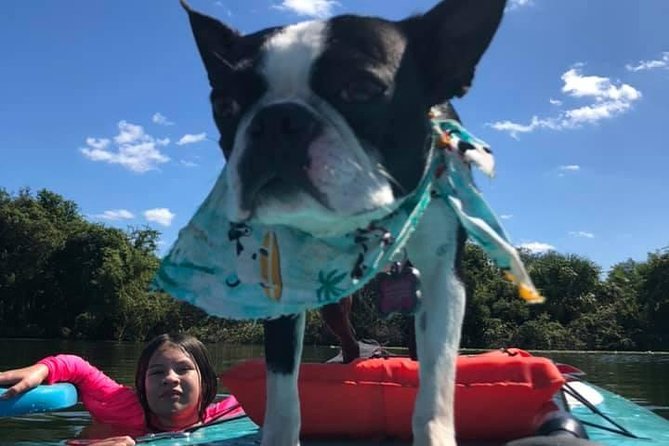 Paddleboarding With Dogs and Rabbits  - Orlando - The Sum Up