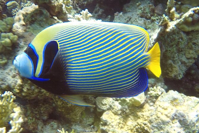 PADI Advanced Diving Course in Hurghada - Learn Scuba Diving - Certification Requirements