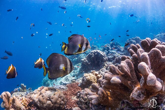 PADI Advanced Open Water Course Kota Kinabalu - Inclusions and Exclusions