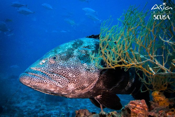 PADI Advanced Open Water Diver Course in Koh Phangan - Course Overview