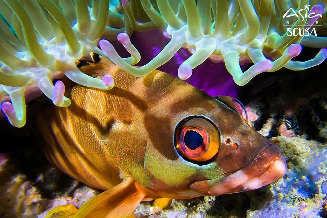 PADI Advanced Open Water Diver Course in Koh Phangan - Booking and Confirmation
