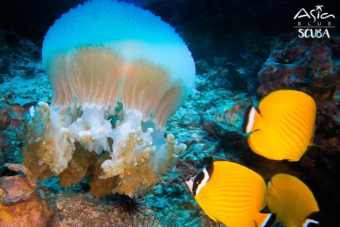 PADI Advanced Open Water Diver Course in Koh Phangan - Common Questions