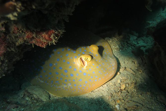 Padi Advanced Open Water Diver Courses (Start at Koh Chang) - Prerequisites and Requirements