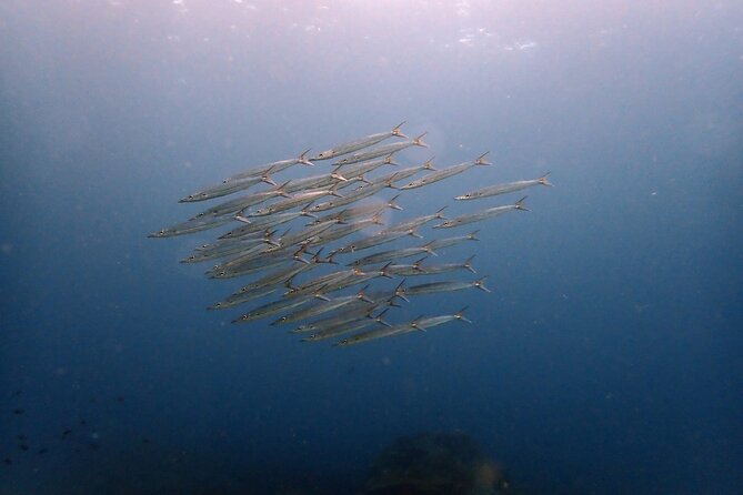 PADI Discover Scuba 2 Times Diving Phuket - Benefits of PADI Discover Scuba Diving