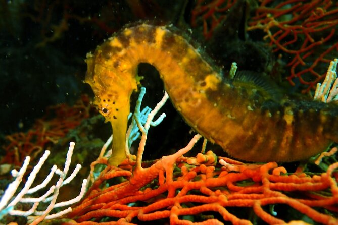 PADI Discover Scuba 2 Times Diving Phuket - What to Expect on Your First Dive