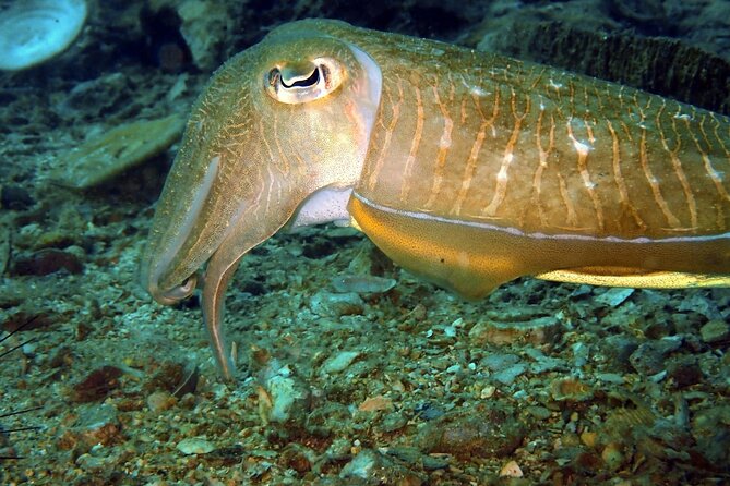 PADI Discover Scuba 2 Times Diving Phuket - Tips for a Successful Dive Experience