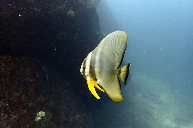 PADI Discover Scuba 3 Times Diving Phuket - The Sum Up