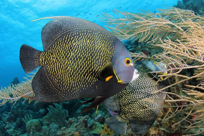 PADI Discover Scuba Dive at 5 Star Dive Center Blue Bay Dive, Curacao - Why This Tour Is a Great Choice