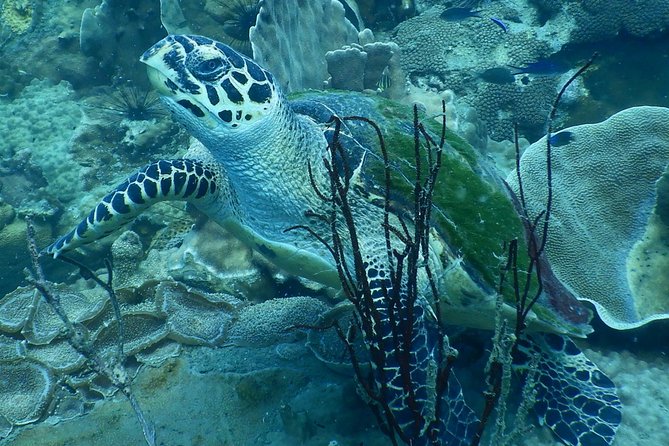 PADI Discover Scuba Dive Experience - Pickup and Drop-off Information