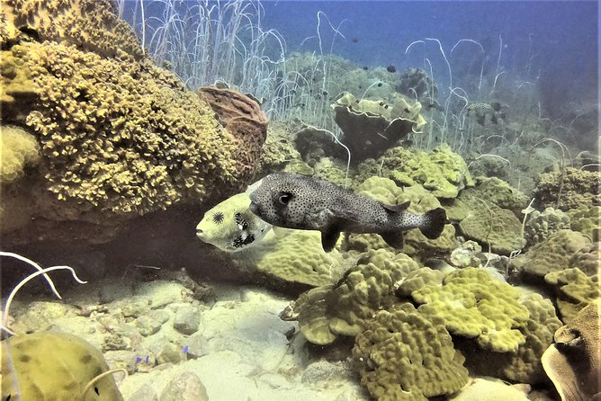 PADI Discover Scuba Dive Experience - Directions for the Scuba Dive Experience
