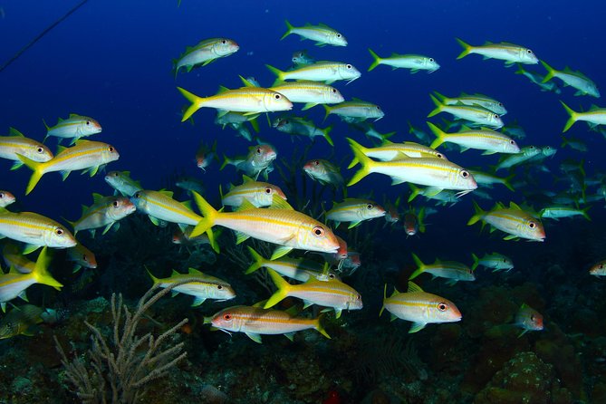 PADI Discover Scuba Diving and Day Pass in Freeport - Course Details and Experience