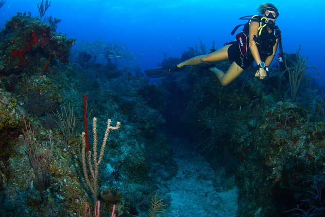 PADI Discover Scuba Diving and Day Pass in Freeport - Price Range