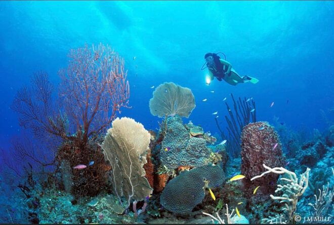 PADI Discover Scuba Diving: at Hol Chan Marine Reserve - Included Equipment