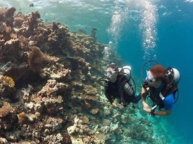 PADI Discover Scuba Diving: at Hol Chan Marine Reserve - Instructor Qualifications