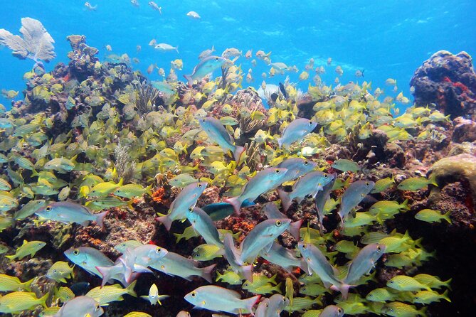 PADI Discover Scuba Diving for Divers Without Certification - Additional Important Information