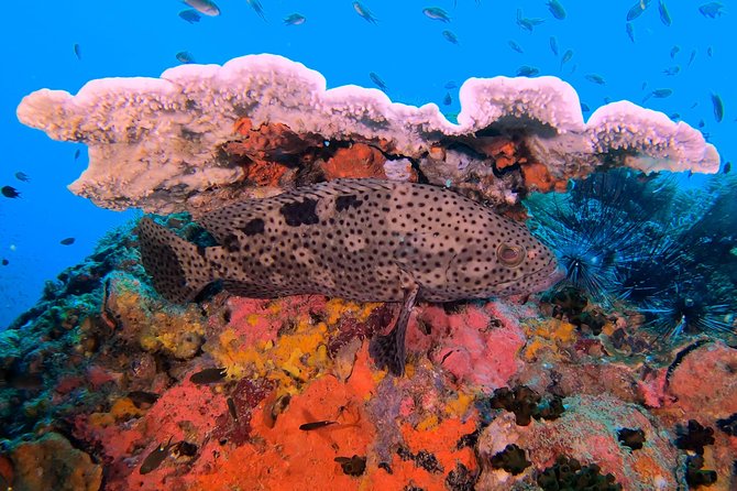 PADI Discover Scuba Diving in Koh Phangan (Beginners) - Whats Included