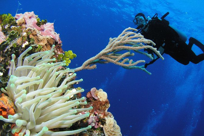 PADI Discover Scuba Diving in Playa Del Carmen - No PADI Certification Required