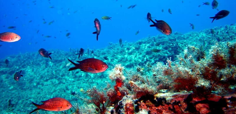 PADI Discover Scuba Diving - Ios Island - Practical Tips for Participants