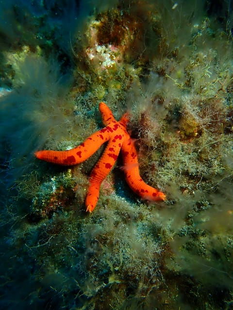 PADI Discover Scuba Diving Los Cancajos La Palma - Frequently Asked Questions