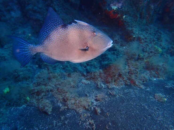PADI Discover Scuba Diving Los Cancajos La Palma - Activity Details