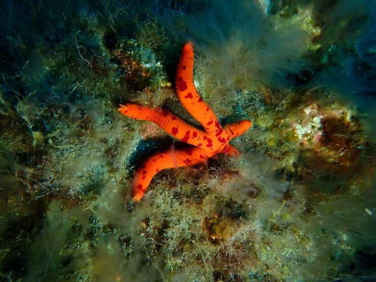 PADI Discover Scuba Diving Los Cancajos La Palma - Inclusions