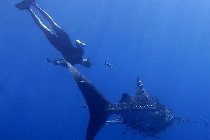 Padi Freediver, Learn How to Freedive and Get Your First License (At Koh Chang) - Reviews