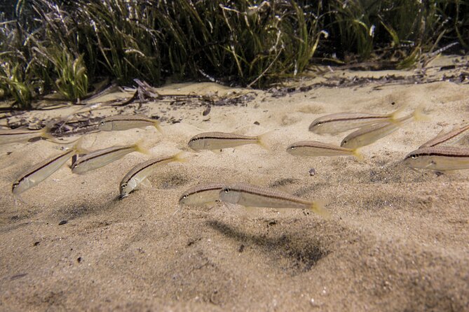 Padi Open Water Certificate in Andros Island - The Sum Up