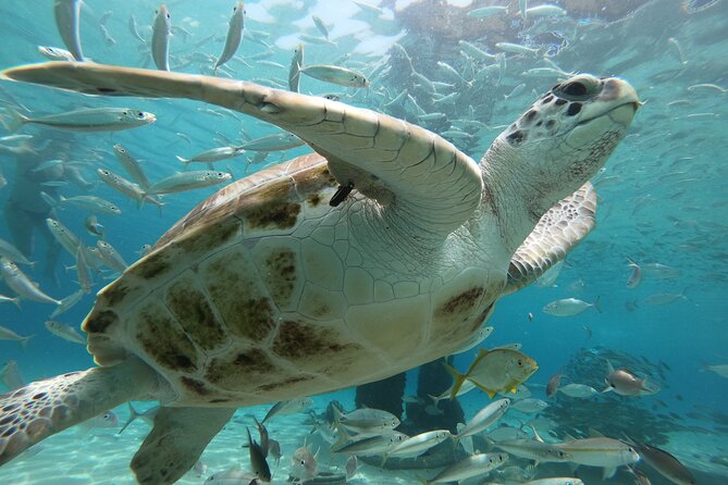 PADI Open Water Course - Common Questions