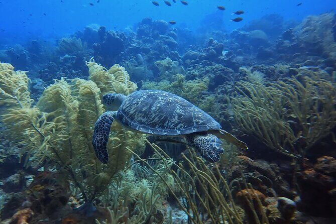 PADI Open Water Course in 3 days - What to Expect From This Course