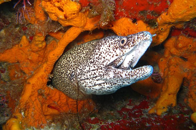 PADI Open Water Course in Costa Adeje - Course Benefits