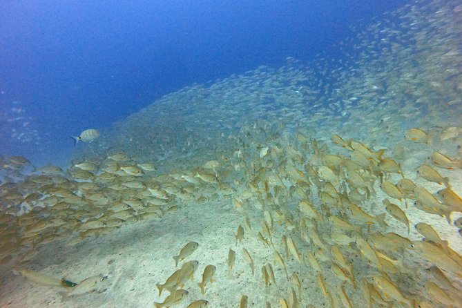 PADI Open Water Course in Costa Adeje - Course Requirements