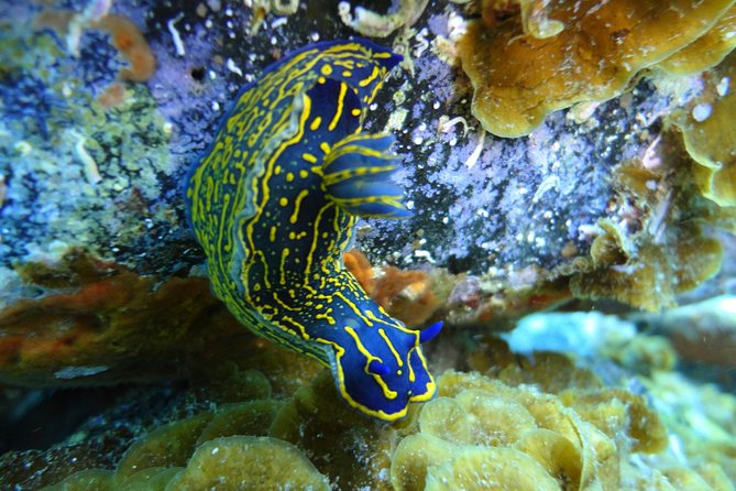 PADI Open Water Course in Costa Adeje - Course Reviews