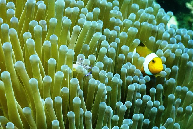 PADI Open Water Course in Menjangan - What To Expect