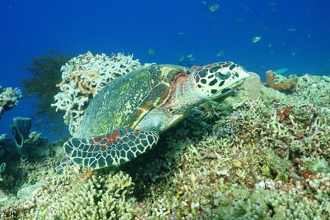 PADI Open Water Course in Menjangan - Reviews