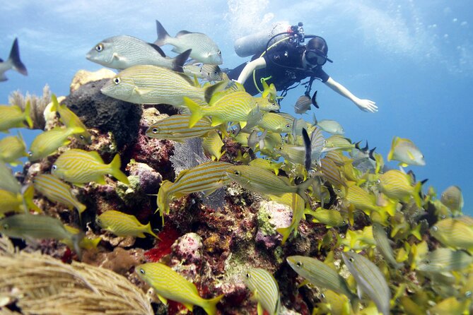 PADI Open Water Diver Course - Common Questions