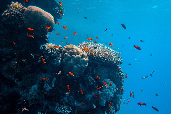 PADI Open Water Diver Course for Beginners - Pricing and Legal Information