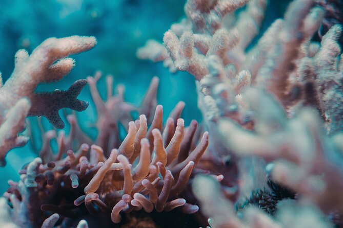 PADI Open Water Diver Course for Beginners - Common Questions