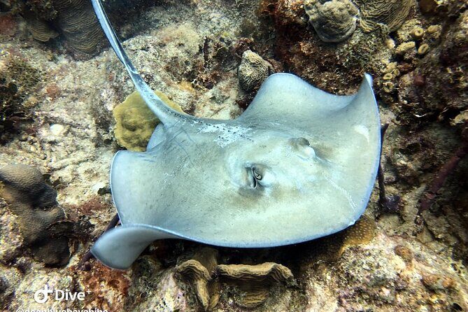 PADI Open Water Diver Course in Bayahibe - The Complete Breakdown of the PADI Open Water Diver Course in Bayahibe