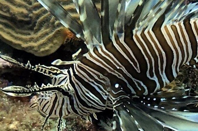 PADI Open Water Diver Course in Bayahibe - FAQs