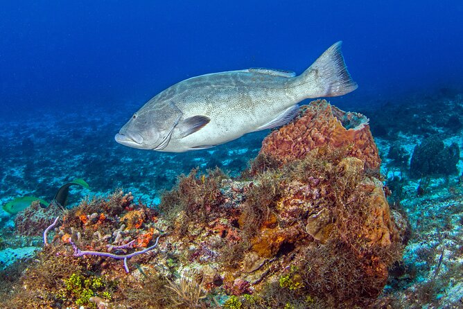 PADI Open Water Diver Course in the Riviera Maya - Course Details