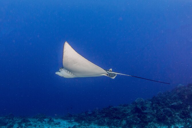 PADI Open Water Diver Course in the Riviera Maya - Traveler Photos