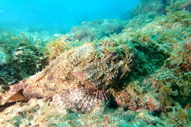 PADI Open Water Diving Course - Booking and Participation Details