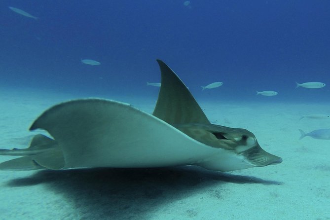 PADI ReActivate Course - Course Requirements