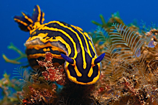 PADI ReActivate Course - The Sum Up