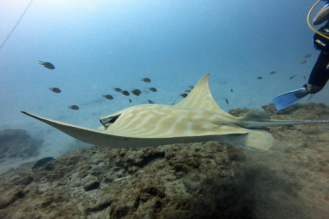 PADI Scuba Dive Course in Costa Adeje - The Sum Up