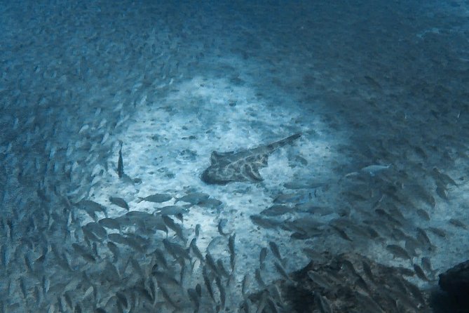 PADI Scuba Diver Course in Puerto De Mogan - Course Certification