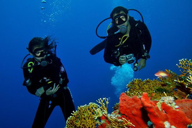PADI Scuba Diver Session for Beginner in Sharm El Sheikh - Dive Sites and Marine Life