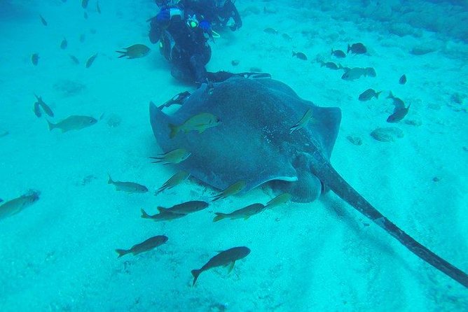 PADI Scuba Diving Courses in Tenerife: All Specialities Until Divemaster - Pricing and Reservation