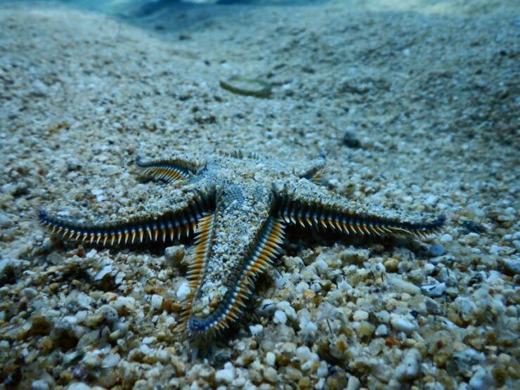 PADI Scuba Diving Program for Beginners in Peloponesse - Booking Details